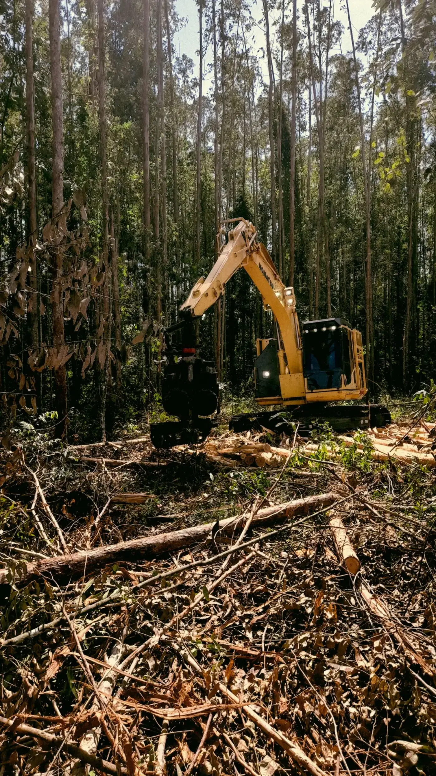 Land Clearing work image for Jacksonville service